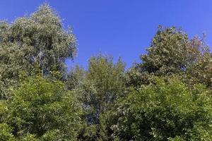 Mischwald mit Bäumen verschiedener Arten in der Sommersaison foto