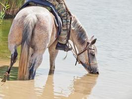Rinderpferd mit Reiter im Wasser foto