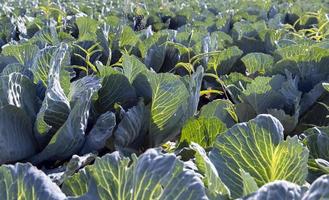 landwirtschaftliches Feld, in dem Kohl in Kohl angebaut wird foto