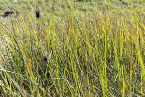 grünes gras mit vielen schäden und mängeln foto