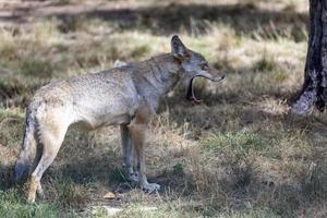 grauer Wolf im Wald foto