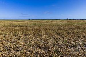 ein Feld mit Getreide im Sommer foto