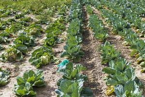 landwirtschaftliches Feld, in dem Kohl in Kohl angebaut wird foto