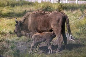 wildes tier europäischer bison foto