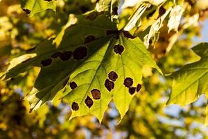 vergilbendes Ahornlaub in der Herbstsaison foto