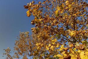 Ahornbaum während der Herbstsaison foto