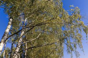 Sonniges Herbstwetter in einem Birkenwald mit blauem Himmel foto