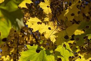 Ahornbaumlaub im Herbst foto