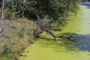 sumpfiges Gelände mit Pflanzen im Sommer foto