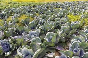 landwirtschaftliches Feld, in dem Kohl in Kohl angebaut wird foto