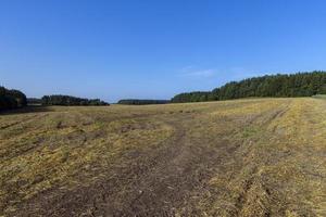 ein Feld mit Getreide im Sommer foto