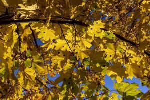 Ahornbaumlaub im Herbst foto