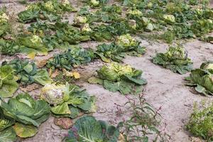 landwirtschaftliches Feld, in dem Kohl in Kohl angebaut wird foto