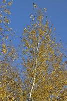 Birkenwald mit Bäumen mit gelbem und grünem Laub foto