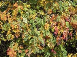 Rowan Tree Blätter mit wechselnden Farben im Herbst foto