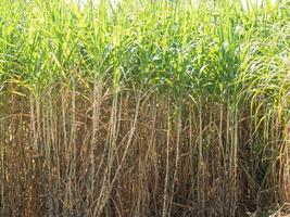 Zuckerrohrplantagen, die landwirtschaftliche tropische Pflanze in Thailand foto