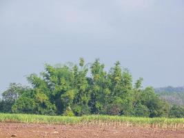 Zuckerrohrplantagen, die landwirtschaftliche tropische Pflanze in Thailand foto