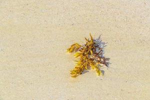 frische gelbe algen seegras sargazo strand playa del carmen mexiko. foto