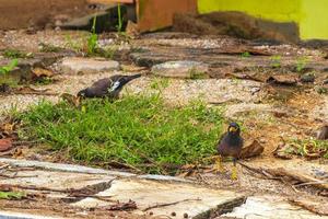 asiatischer vogel myna hirten mynah star auf nahrungssuche in thailand. foto