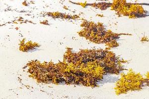 frische gelbe algen seegras sargazo strand playa del carmen mexiko. foto
