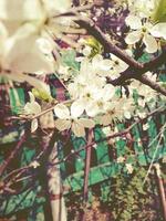 weiße Pflaumenblüten foto
