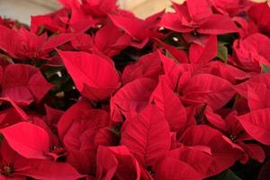 Nahaufnahme von roten Weihnachtssternblumen - Euphorbia pulcherrima. Roter Weihnachtsstern, traditionelle bunte Festtagstopfpflanzen, zum Verkauf in einem Gartencenter. Gruppe roter Weihnachtsstern-Pflanzen. foto