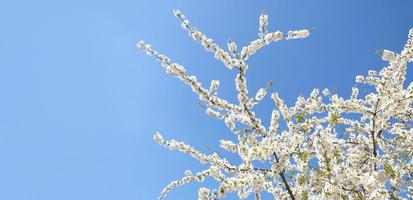 Zweig der blühenden weißen Blüten des Kirschpflaumenbaums im zeitigen Frühjahr. erstaunliches natürliches Blumenfrühlingsbanner oder Grußkarte, Postkarte, Poster. selektiver Fokus foto