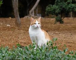 weiß-rote kurzhaarkatze sitzt im gras. Die Katze schaut weg. die Schnauze einer Katze mit gelbgrünen Augen, einem langen weißen Schnurrbart, einer rosa Nase und einem glänzenden Fell. Konzept für Tierklinik. foto