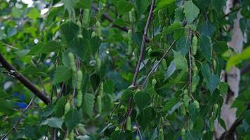 nahaufnahme von grünen blättern und kätzchen birke - betula pendula, silberne birke, warzige birke, europäische weiße birke. frühlingssaisonale blüte von bäumen, allergiekonzept. foto