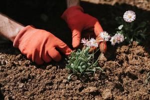 handpflanze blume mann gartenarbeit foto