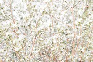schnee baum kiefer fichte winter natur foto