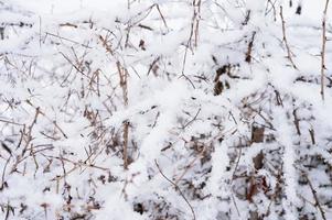 schnee winter natur zweig foto