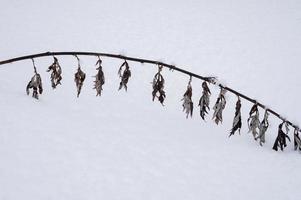 schnee winter natur zweig foto