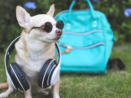 brauner Chihuahua-Hund mit kurzen Haaren, der eine Sonnenbrille und Kopfhörer um den Hals trägt und mit einem Rucksack im Garten mit violetten Blumen sitzt. Reisen mit Tierkonzept. foto