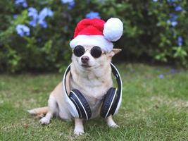 brauner chihuahua-hund mit sonnenbrille, kopfhörern um den hals und weihnachtsmannmütze, die auf grünem gras im garten mit lila blumenhintergrund sitzt, kopierraum. foto