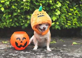 Brauner Kurzhaar-Chihuahua-Hund mit Halloween-Kürbishut, der auf Zementboden sitzt, und grüner Blätterhintergrund mit Halloween-Kürbiskorb aus Kunststoff. foto