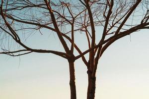 ein Baum ohne Blätter auf einem Hintergrund des blauen Himmels bei Sonnenuntergang. foto