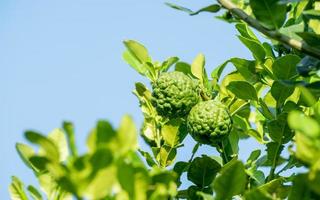 frische grüne bergamottefrucht, die vom zweig hängt. bergamottebaumgarten und gesundes lebensmittelkonzept, gruppe von bergamotte, makro foto