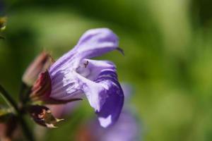 Lila Salbeiblüte und Blätter im Sonnenlicht foto