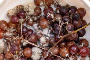 Pilz wächst auf lila Trauben in Behältern. foto