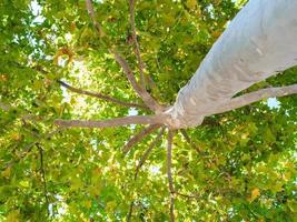 Foto eines sattgrünen Platanus hispanica-Laubs, fotografiert von unten