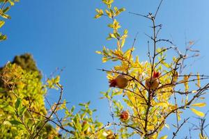 Granatapfelfrüchte, die an Zweigen vor einem klaren Himmel hängen foto