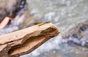 Libelle thront auf Holz im Fluss foto