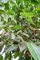 Nahaufnahme der schwarzen Pfefferpflanze, die in einem kleinen Garten gepflanzt wurde. Auf der Plantage wächst viel schwarzer Pfeffer. foto