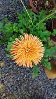 gelbe chrysanthemen, die in töpfen als hausdekoration in thailand blühen foto