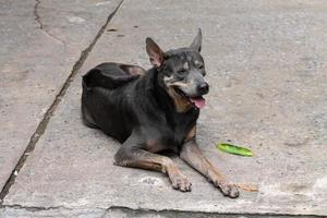 Ein dicker schwarzer Hund lag an einem heißen Tag auf einer Betonstraße und steckte seine Zunge heraus. foto