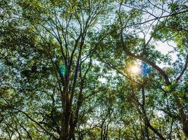 Wurmperspektive mit Sonnenlicht im tiefen Wald foto