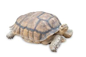 geochelone sulcata, sulcata-schildkröte, afrikanische spornschildkröte auf weißem hintergrund, tierschutz- und schutzkonzept für ökosysteme. foto