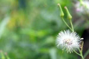 Grasblume, Löwenzahn auf verschwommenem Hintergrund foto