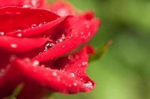 rote Rose mit Wassertropfen